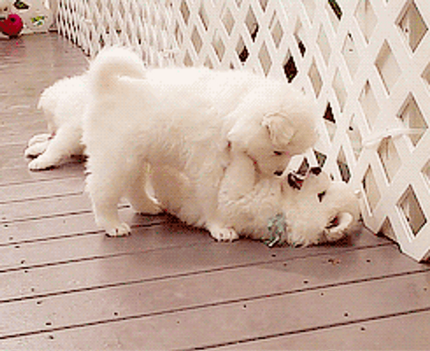 Two White Puppies Cute Kiss GIF