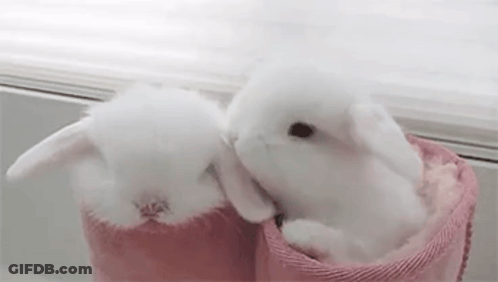 Two White Rabbits Are Sitting In Pink Boots On A Window Sill . GIF