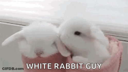 Two White Rabbits Are Sitting Next To Each Other On A Pink Towel . GIF
