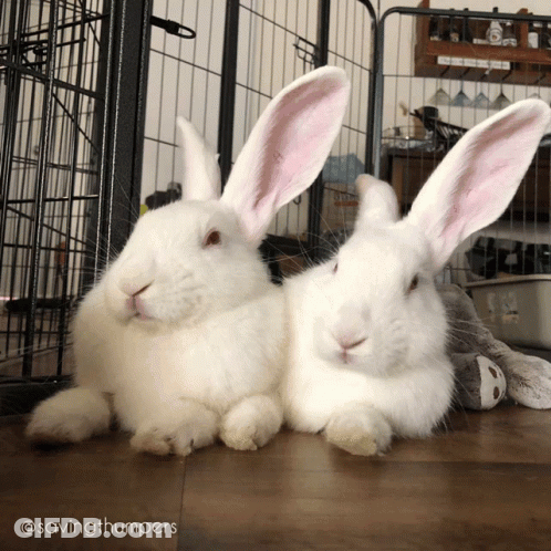 Two White Rabbits Laying Together Savingthumpers GIF