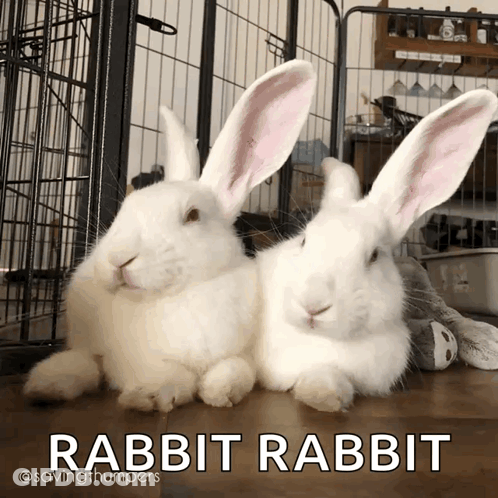 Two White Rabbits Lying Side By Side GIF