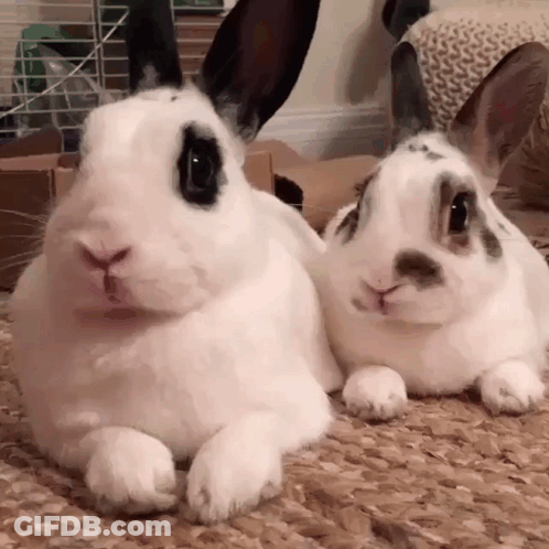 Two White Rabbits Lying Together GIF