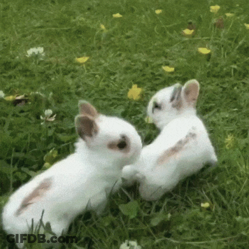 Two White Rabbits Playing One Scratching The Other's Back GIF
