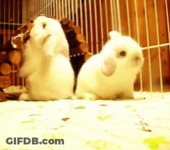 Two White Rabbits Sitting Together GIF