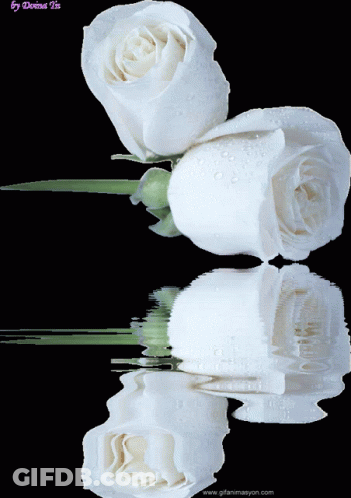 Two White Roses Reflected In Water GIF