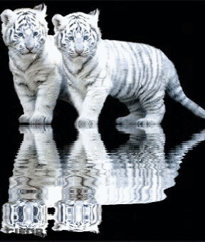 Two White Tiger Cubs Reflected In Water GIF