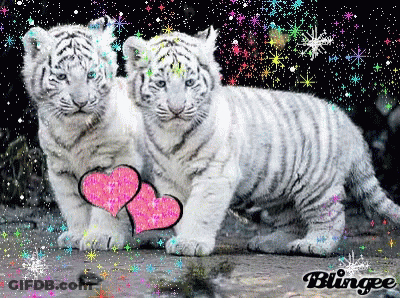 Two White Tiger Cubs With Pink Heart GIF