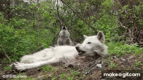 Two White Wolves Are Laying In The Grass In The Woods And Howling . GIF