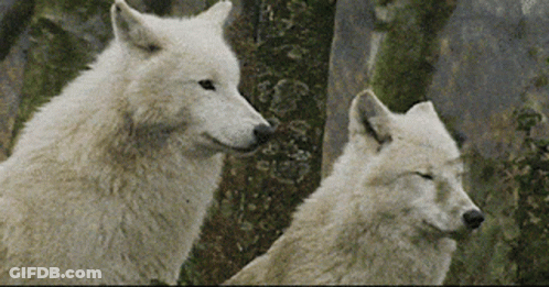 Two White Wolves In Woods GIF