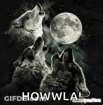 Two Wolves Are Howling At The Moon In The Dark . GIF