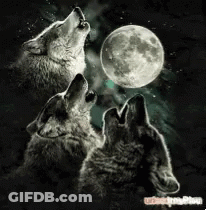 Two Wolves Howling At The Full Moon In The Night Sky GIF