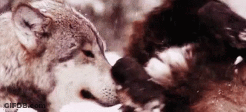 Two Wolves Kissing In Snow GIF