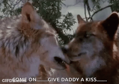 Two Wolves Kissing In Woods Saying Come On Give Daddy A Kiss GIF