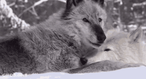 Two Wolves Lying In Snow GIF
