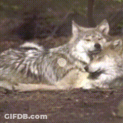Two Wolves Lying With One Licking Other GIF