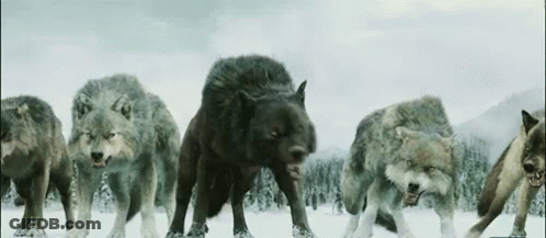 Two Wolves On Rocky Hill GIF