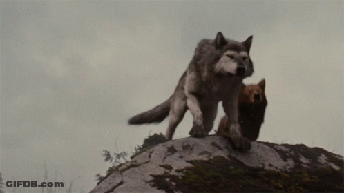 Two Wolves On Rocky Hill GIF