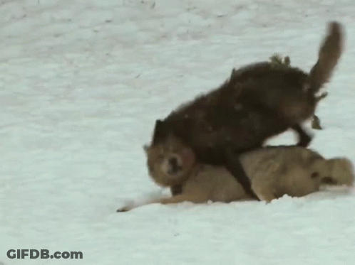 Two Wolves Playing In Snow One Lying GIF