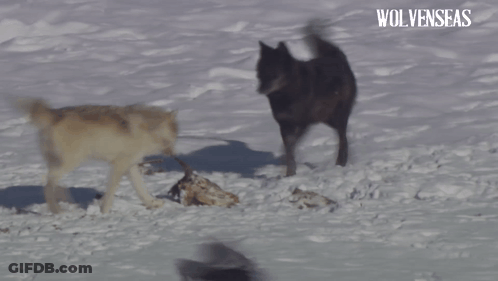 Two Wolves Playing In Snow With Wolveseas GIF