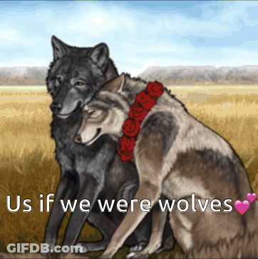 Two Wolves Sitting Next To Each Other GIF