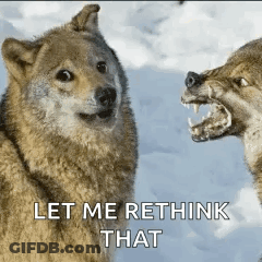 Two Wolves Standing In Snow GIF