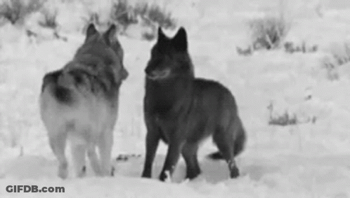 Two Wolves Standing In Snow GIF