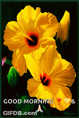 Two Yellow Flowers Good Morning Hearts GIF