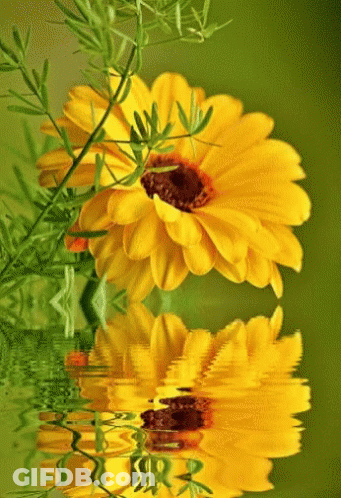 Two Yellow Flowers Reflected In Water GIF