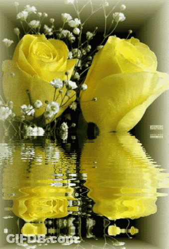 Two Yellow Roses Reflected In Water With Keepers GIF