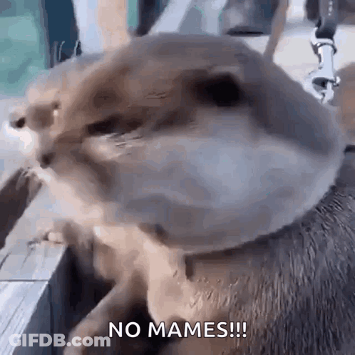Two Young Men In Car Saying Pues Si Wey GIF