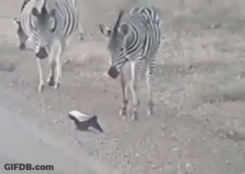 Two Zebras Standing On Dirt Field GIF