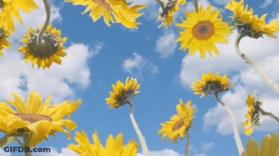 Tyler The Creator Sunflower Field Nap GIF