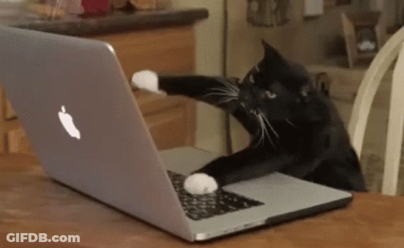 Typing Cat All Work And No Play GIF