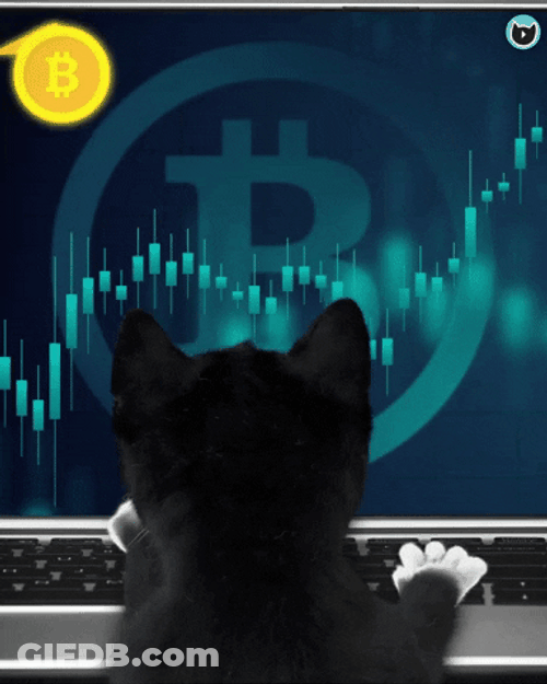 Typing Cat Crypto Exchange GIF