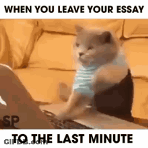 Typing Cat Leave Your Essay To The Last GIF