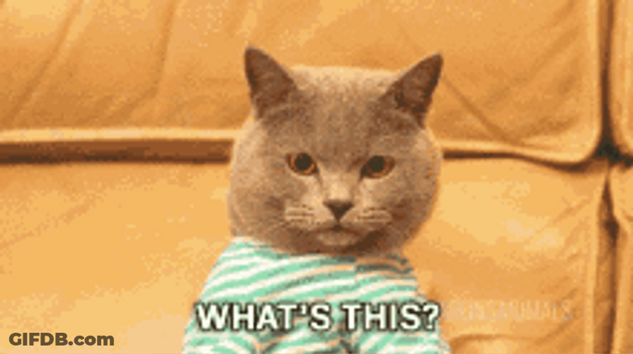 Typing Cat Oh Shit Buy Hoodlegold GIF