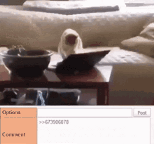 Typing Cat Options And Comment GIF