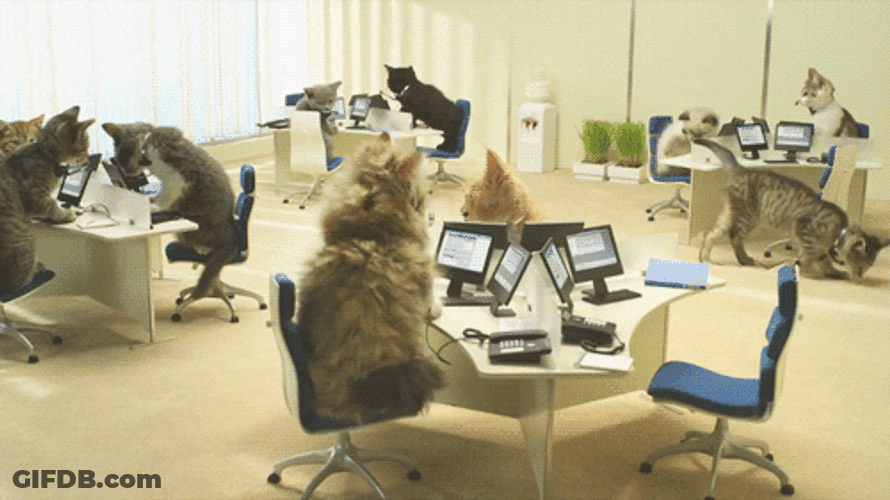 Typing Cat Working Place GIF