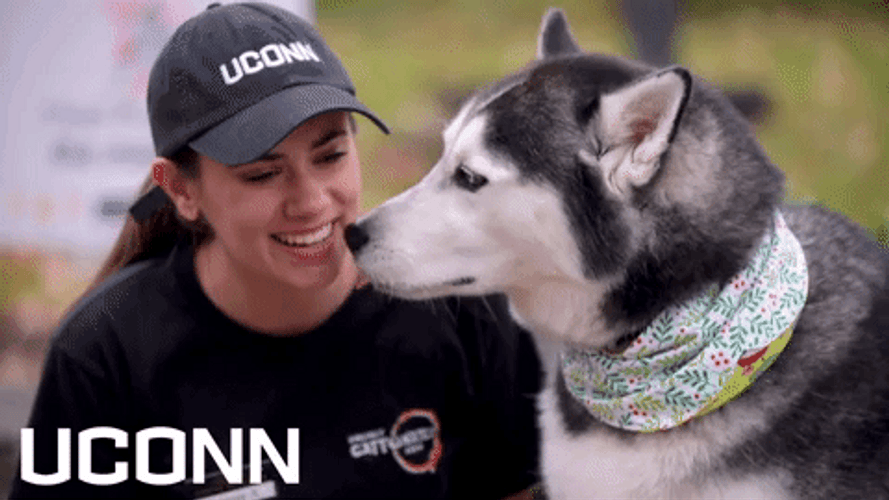 Uconn Husky Dog Licking Girl GIF