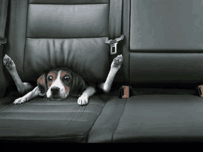 Uedye Meme GIF