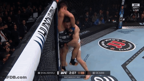 UFC Fight Dvalishvili Vs Cejudo GIF
