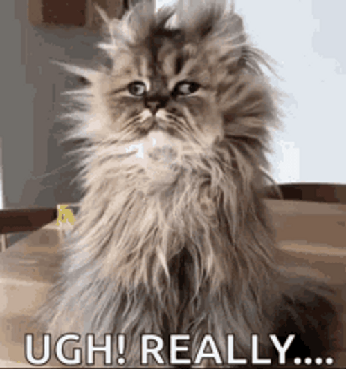 Ugh Really Cat Meme GIF