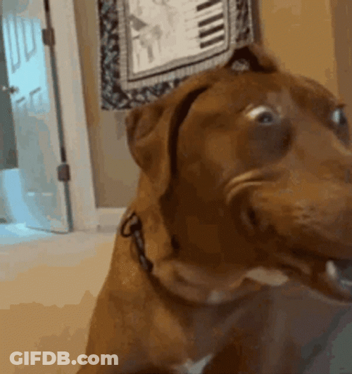 Ugly Big Eyes Dog GIF