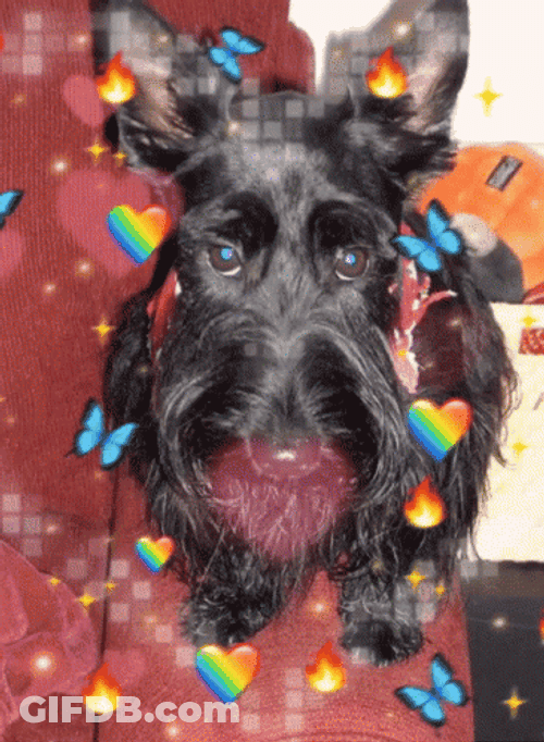 Ugly Black Dog GIF