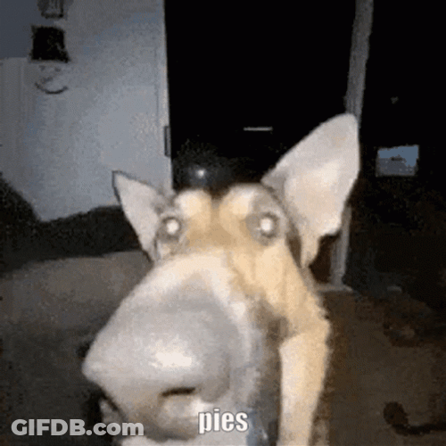 Ugly Dog Belgian Shepherd GIF