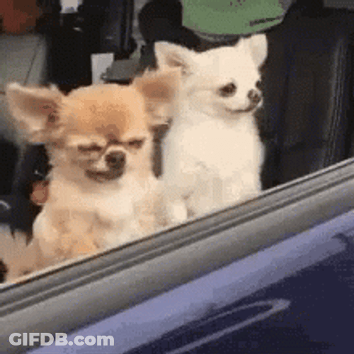 Ugly Dog Chihuahua GIF