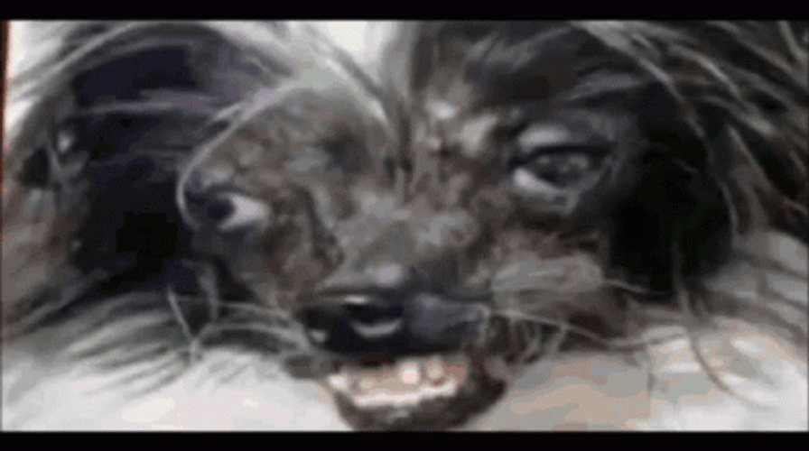 Ugly Dog Crying GIF