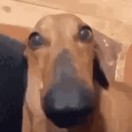 Ugly Dog Dachshund GIF