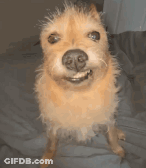 Ugly Dog Norwich Terrier GIF