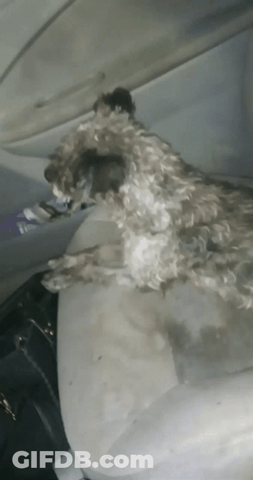 Ugly Dog On The Sofa GIF